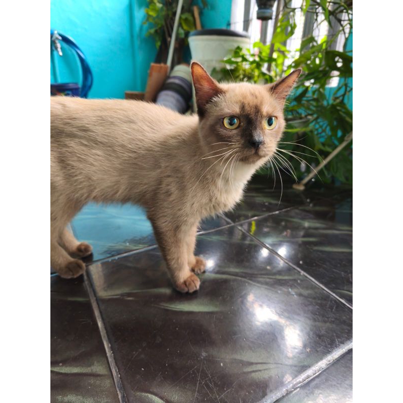 kucing Siam Mix ( indukan BSH Pure non ped x Siam )