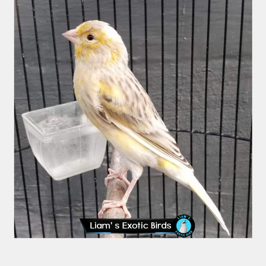 Burung Kenari Gacoran Loper Warna Isabel