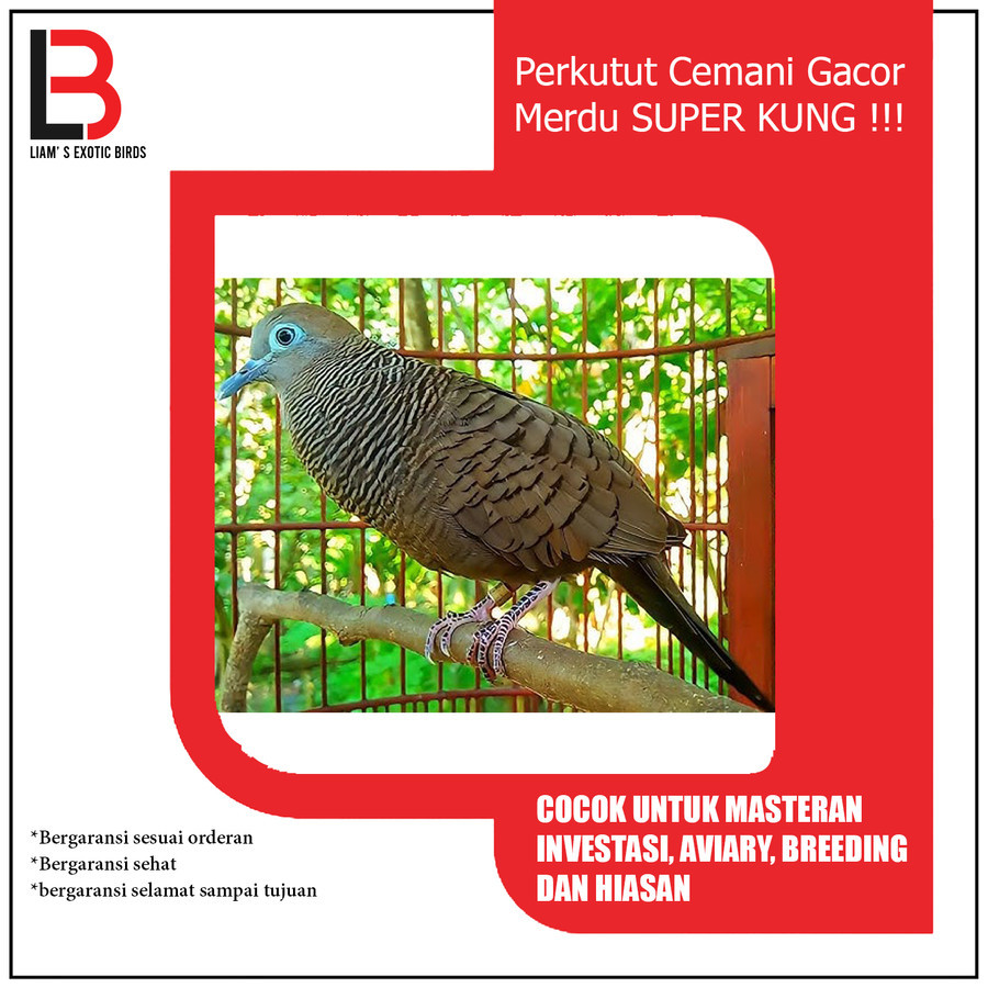 Perkutut Cemani Gacor Suara Besar Merdu SUPER KUNG