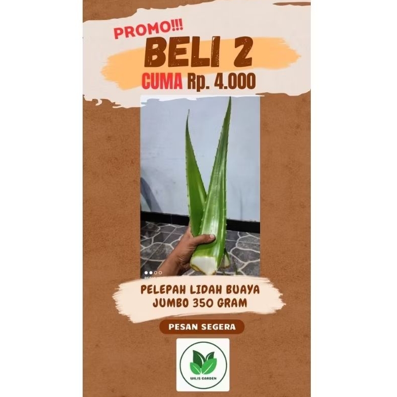 

Pelepah Lidah Buaya JUMBO 350 gram. PROMO