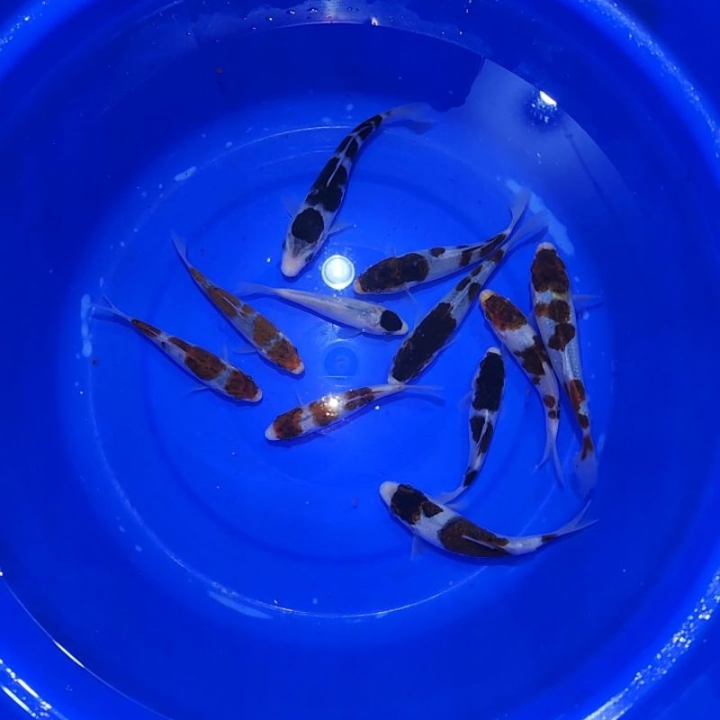 ikan koi goromo chagoi soragoi chagoi ginrin