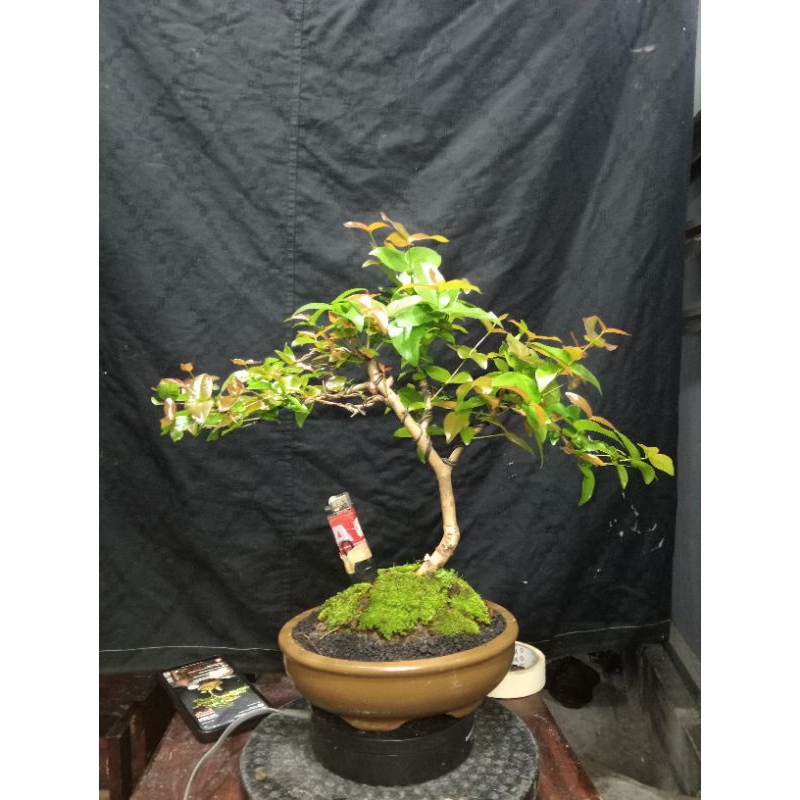 Bonsai Dewandaru / Bonsai Sianto