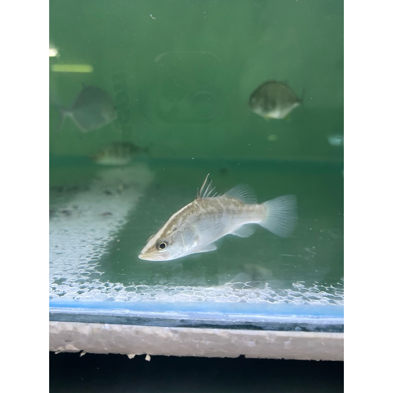 baramundi/kakap putih