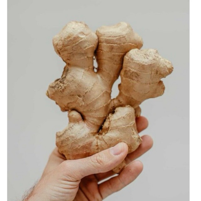 

jahe gajah besar 250gr promo