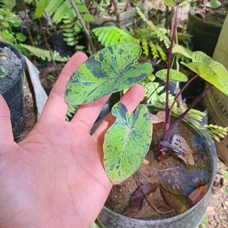 Tanaman hias colocasia mojito