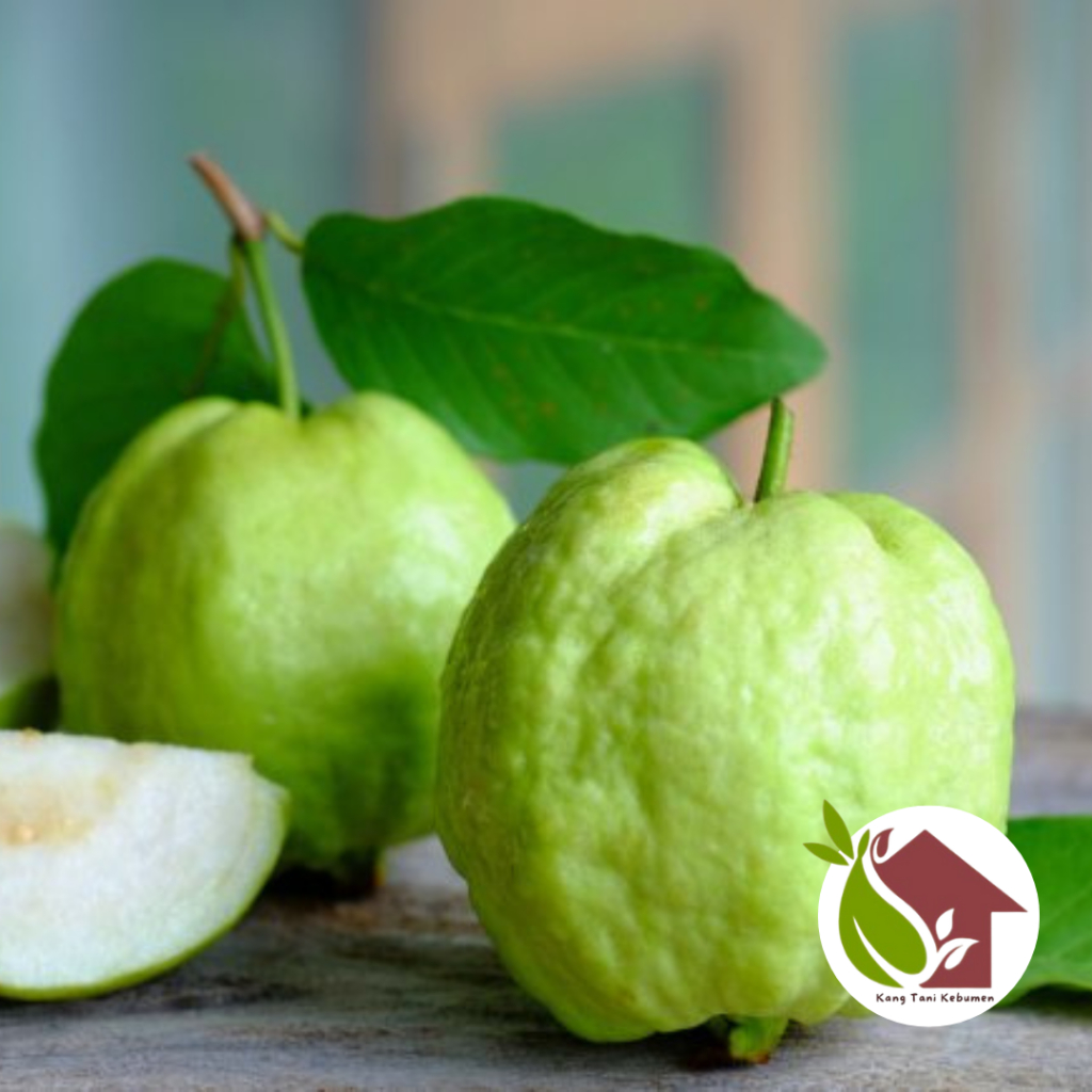 

Jambu kristal FRESH BARU PETIK manis renyah Jambu kristal segar Jambu kristal tanpa biji 1kg