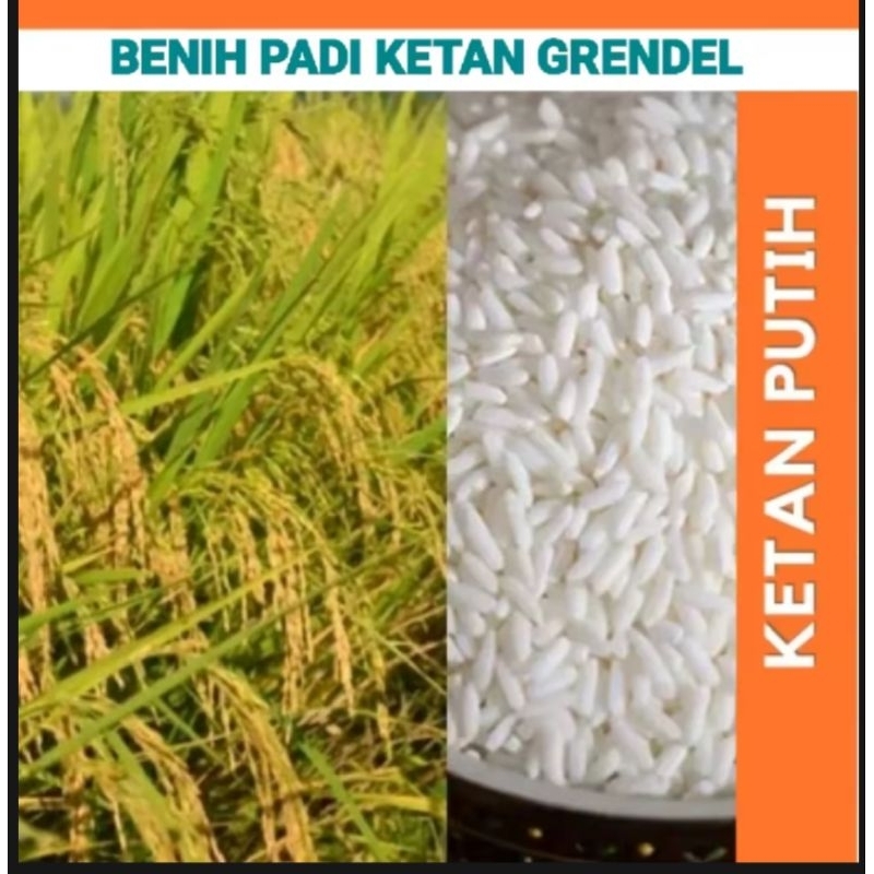 

PROMO 1000 GRAM BENIH PADI KETAN GRENDEL SIAP TANAM
