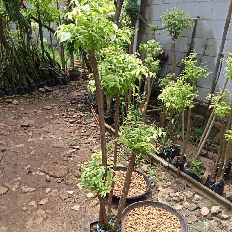 Bonsai anting Putri pohon anting Putri Tanaman anting Putri cabang3 tinggi 140-150cm