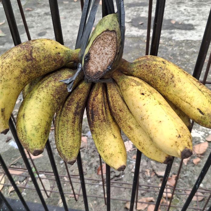 

Pisang Raja Sereh Persisir