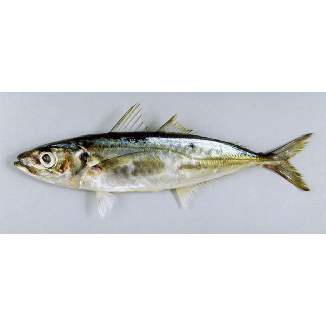 

Ikan Layang Fresh 500 gram