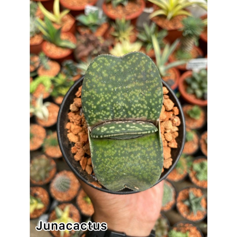 Gasteria Kyoryu