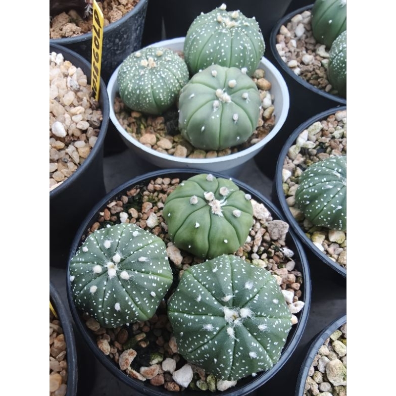 Astrophytum Asterias