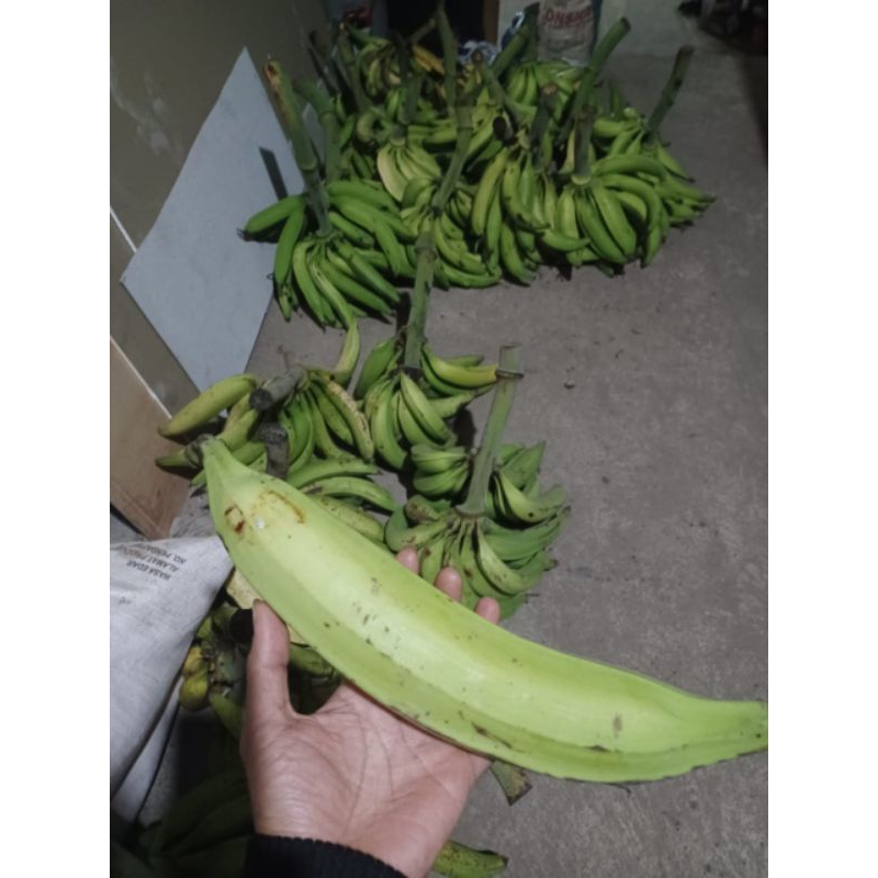 

pisang tanduk madu asli lereng muria