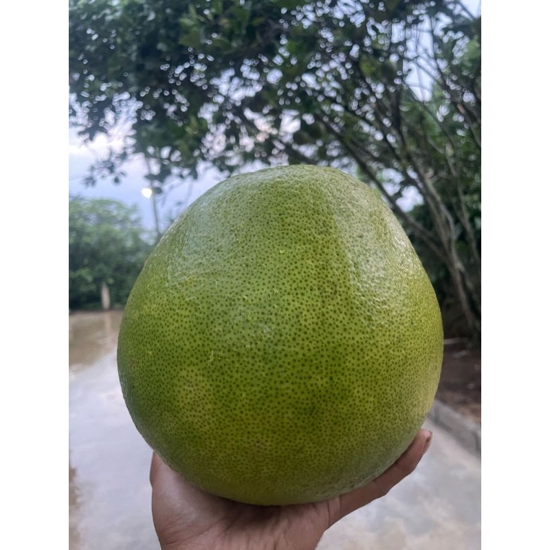 

JERUK PAMELO madu lereng muria berat 15kg