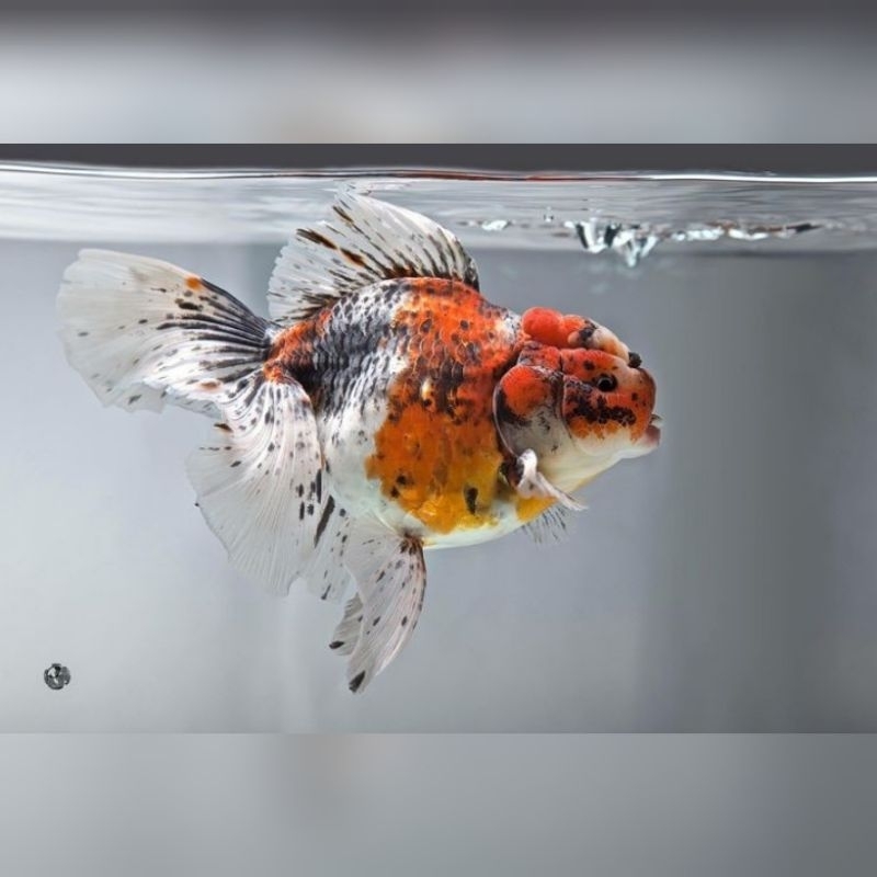 Ikan Hias Koki Oranda Calico Size M Koki Oranda Tri Color Calico Leopard Size 6cm Hiasan Aquarium Ko