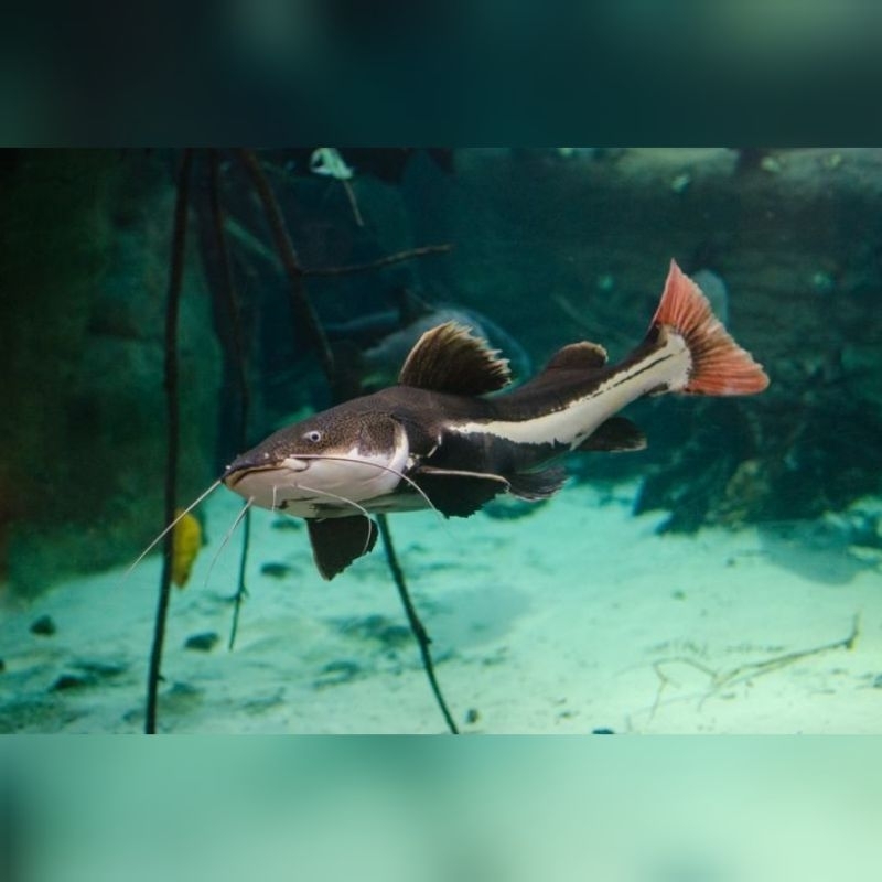 Ikan Hias Red Tail Catfish RTC Size M Hiasan Aquarium Kolam Tank Aquascape