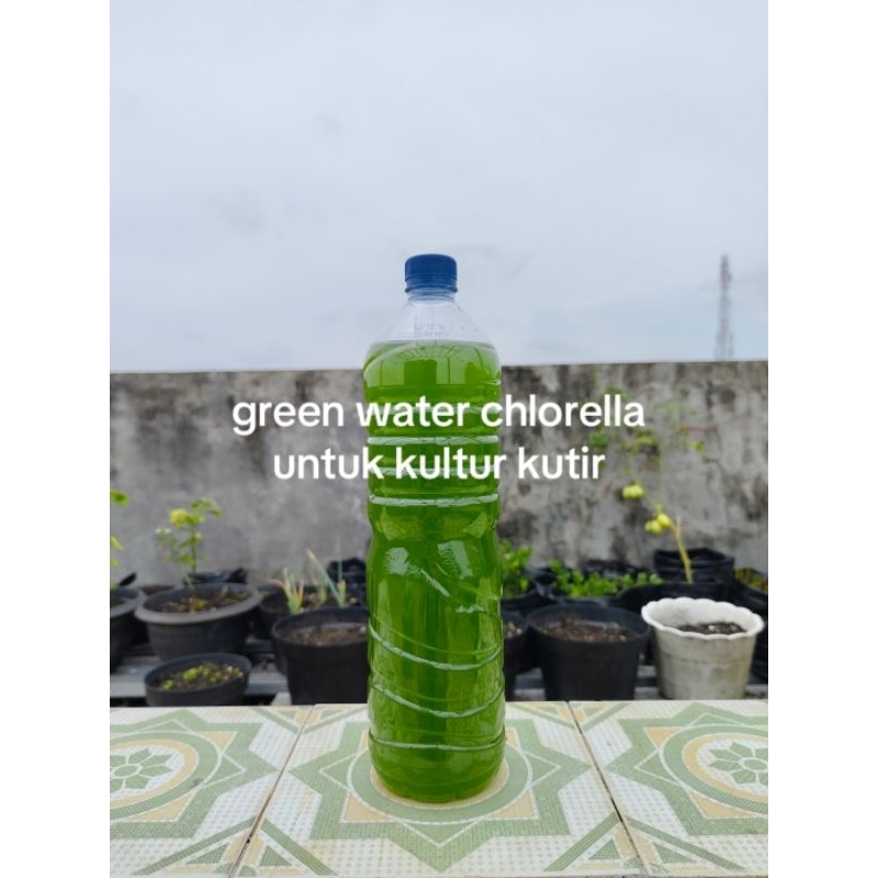 

green water/chorella