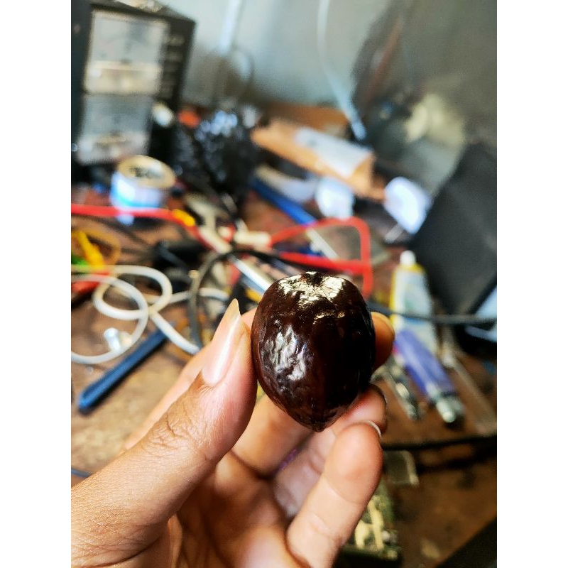 JALIM CP ORIGINAL INDUNG WIN 5X TESTIMONI BATOK REAL MUNCANG ADU ARTISAN