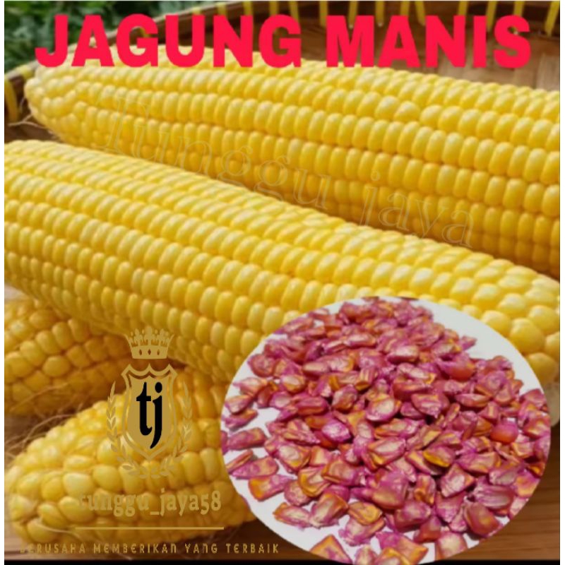 100 BUTIR BENIH JAGUNG MANIS bibit tanaman jagung manis madu unngulan
