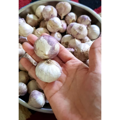 

STOK TERBATAS Bawang Putih Tunggal JUMBO SUPER 1KG - Bawang Lanang - Bawang Putih Lanang