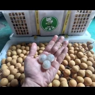 

Klengkeng Bangkok Stiker Hijau Jual Per 1 BOK Krat