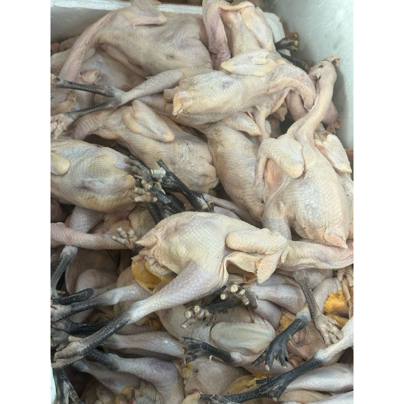 

AYAM KAMPUNG 1.2KG