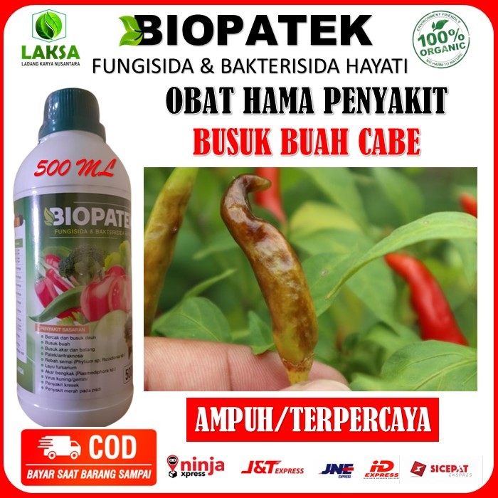 Obat Nopatek Busuk Cabe - Biopatek Fungisida Bakterisida Hayati Terbukti Mengatasi Penyakit Tanaman 