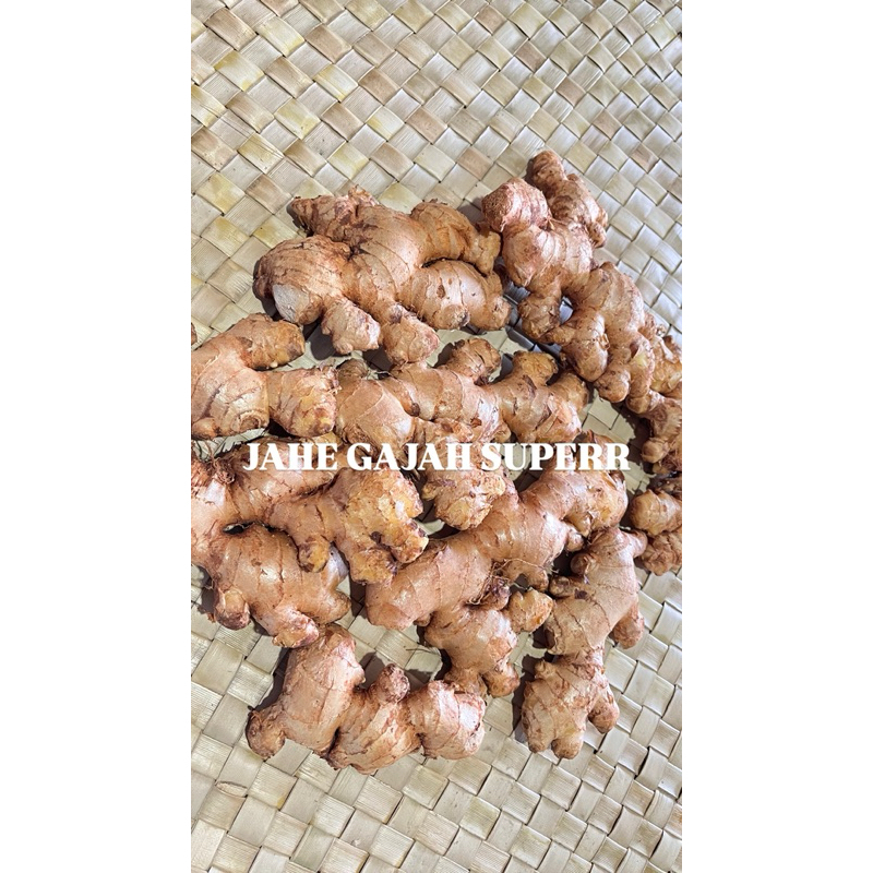 

JAHE GAJAH Siap kirim -Banyuwangi