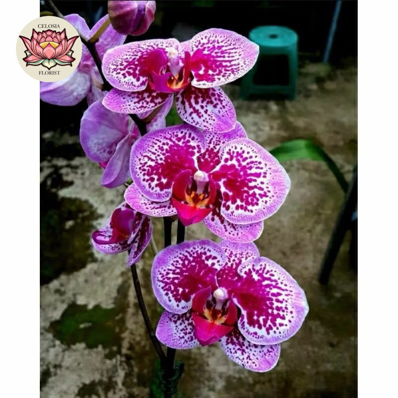 PROMO Anggrek bulan bunga Batik Ungu - Dewasa siap Berbunga