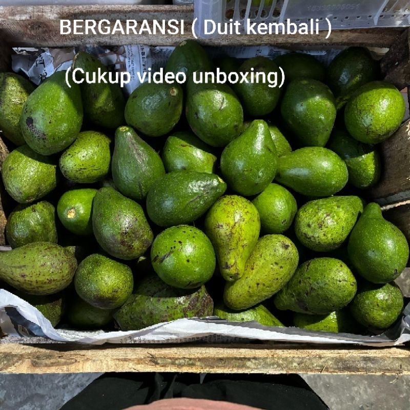 

1 Kg Alpukat Mentega isi 4-5