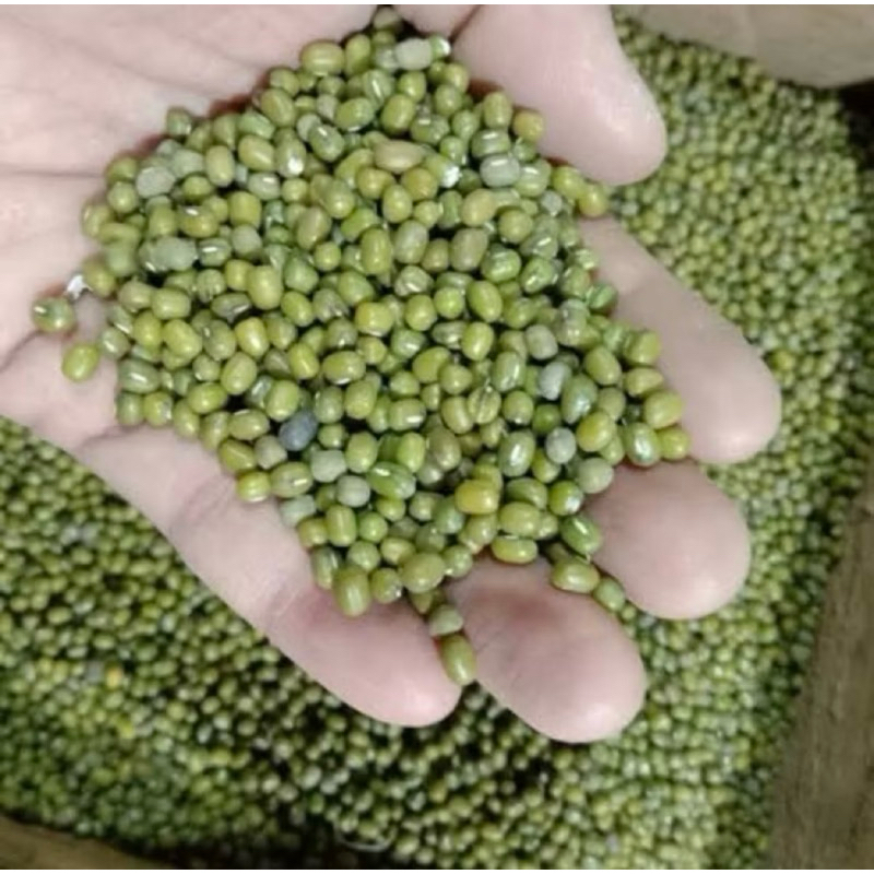 

kacang ijo