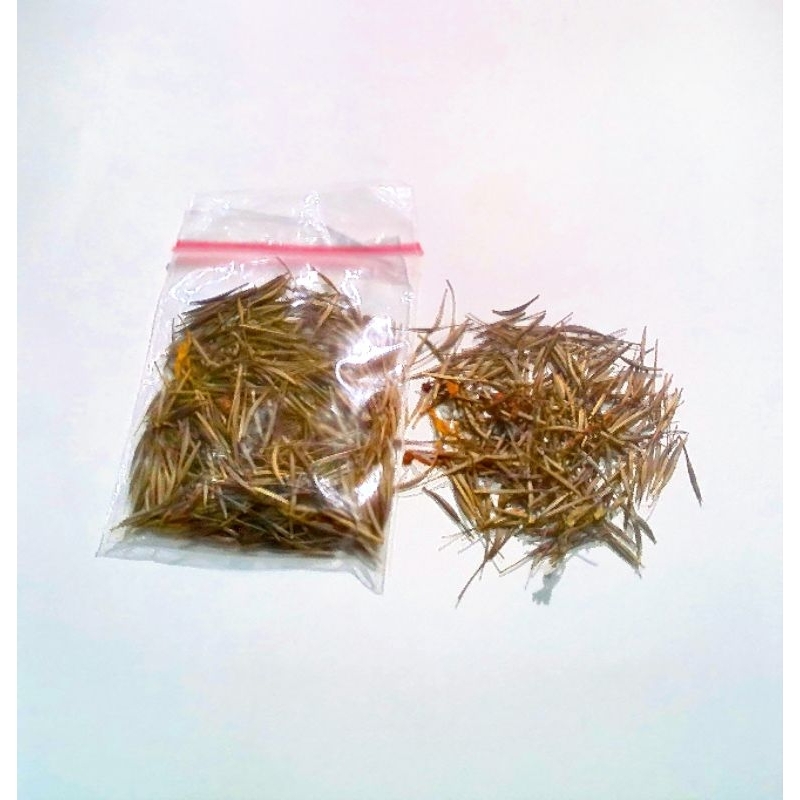 Bibit kenikir bunga kuning