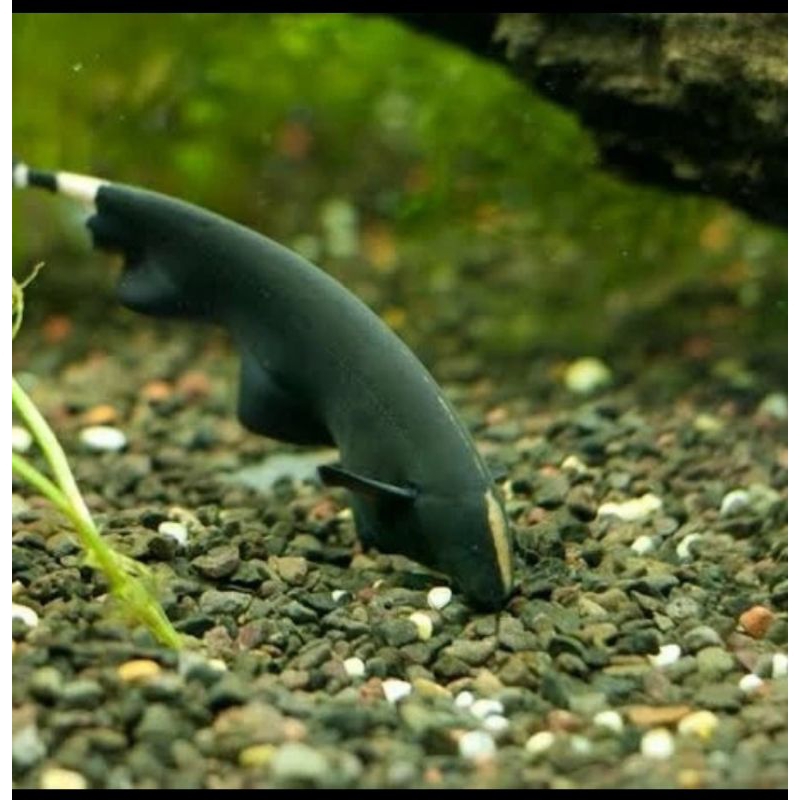 

HIASAN AQUARIUM /BLACK GHOST SEDANG