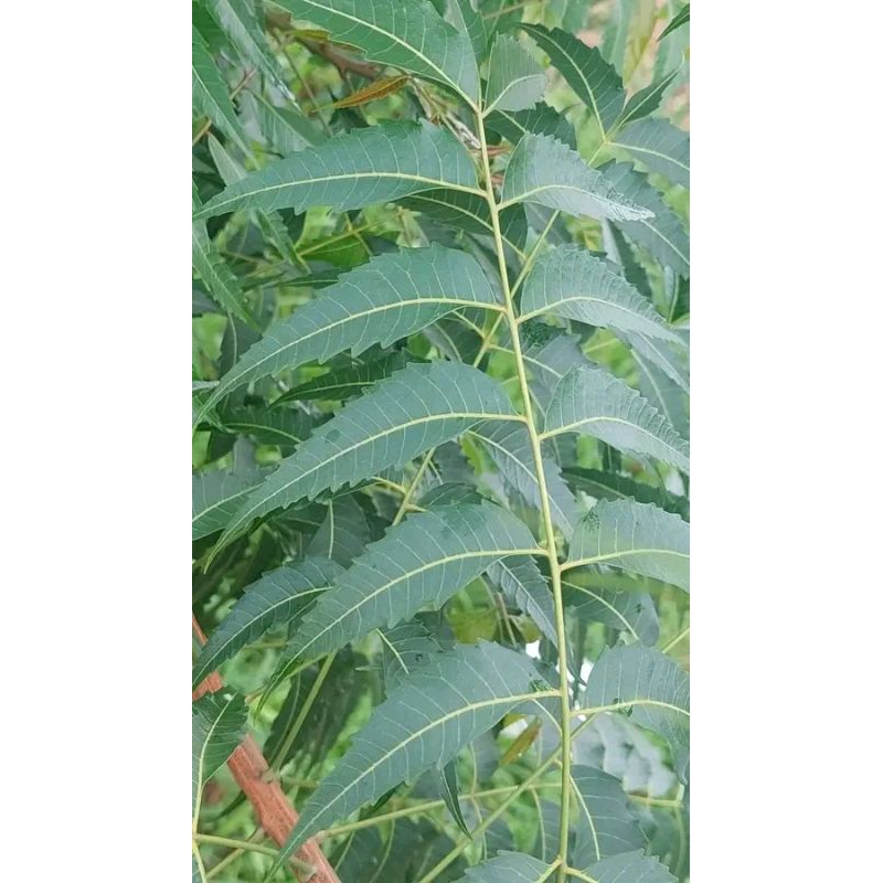 

daun mimba obat gatal2 kulit dijamin ampuh