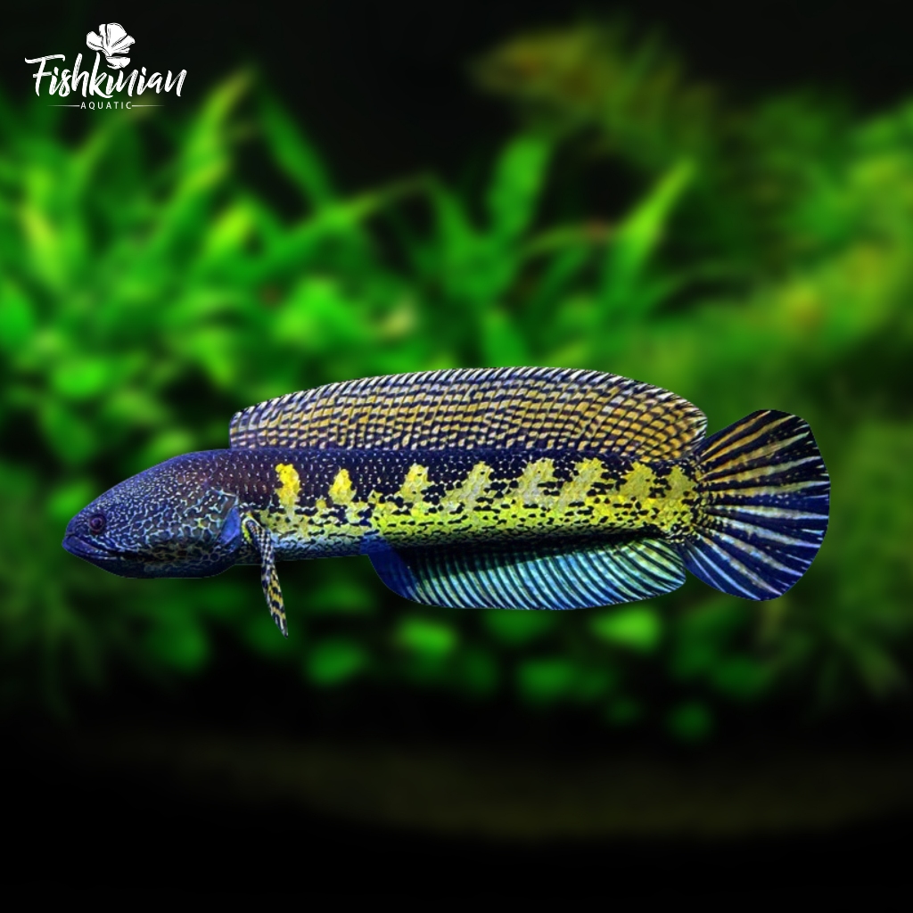 Channa Auranti Grade A+ Rekondisi bukan PO 25-30 cm