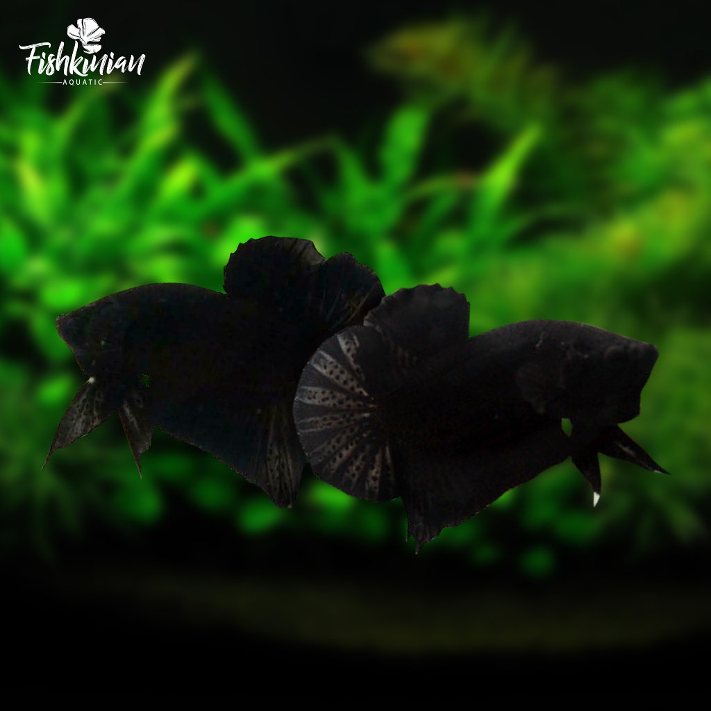 Ikan Cupang Plakat (PK) Super Black Grade A