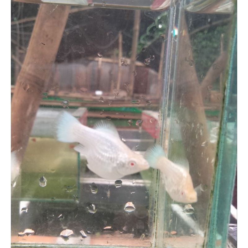 MOLLY PLATINUM ROUNTAIL MATA MERAH( ALBINO)