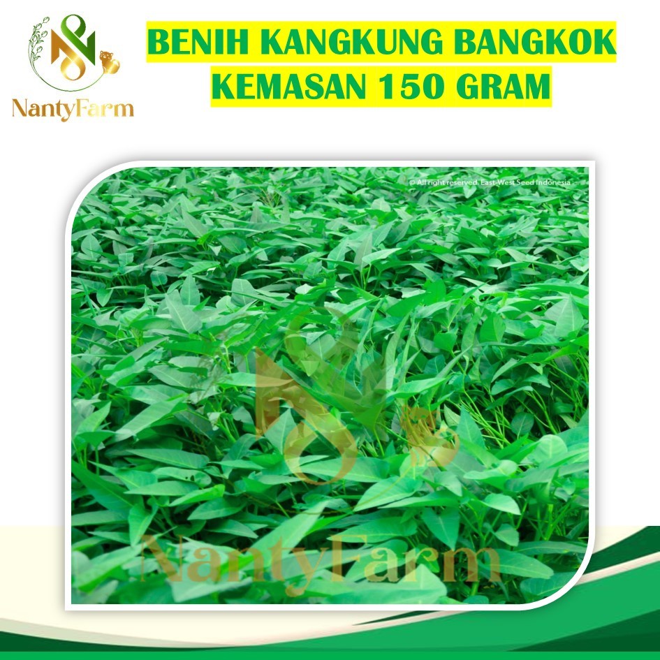 150 Gram Benih Kangkung Daun lebar Sayuran Hidroponik - Benih Bibit Tanaman Sayur Kangkung