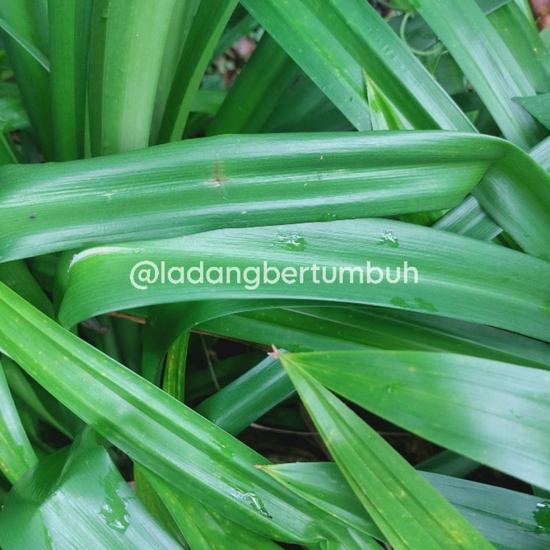 

Daun Pandan Wangi Hijau Segar Baru Dipetik 10 Lembar - LADANG BERTUMBUH