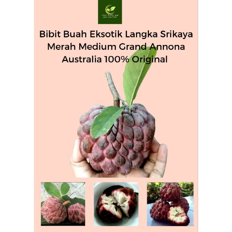 Bibit Buah Eksotik Langka Srikaya Merah Medium Jenis Grand Annona Australia Rasa Buah Manis Segar Be