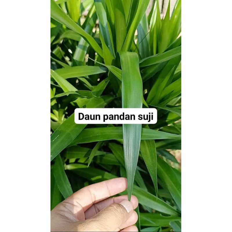 

10 LEMBAR DAUN SUJI SEGAR TERMURAH TERLARIS