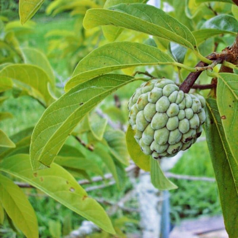 

Daun srikaya segar fresh dipetik dadakan herbal (100 Lembar)