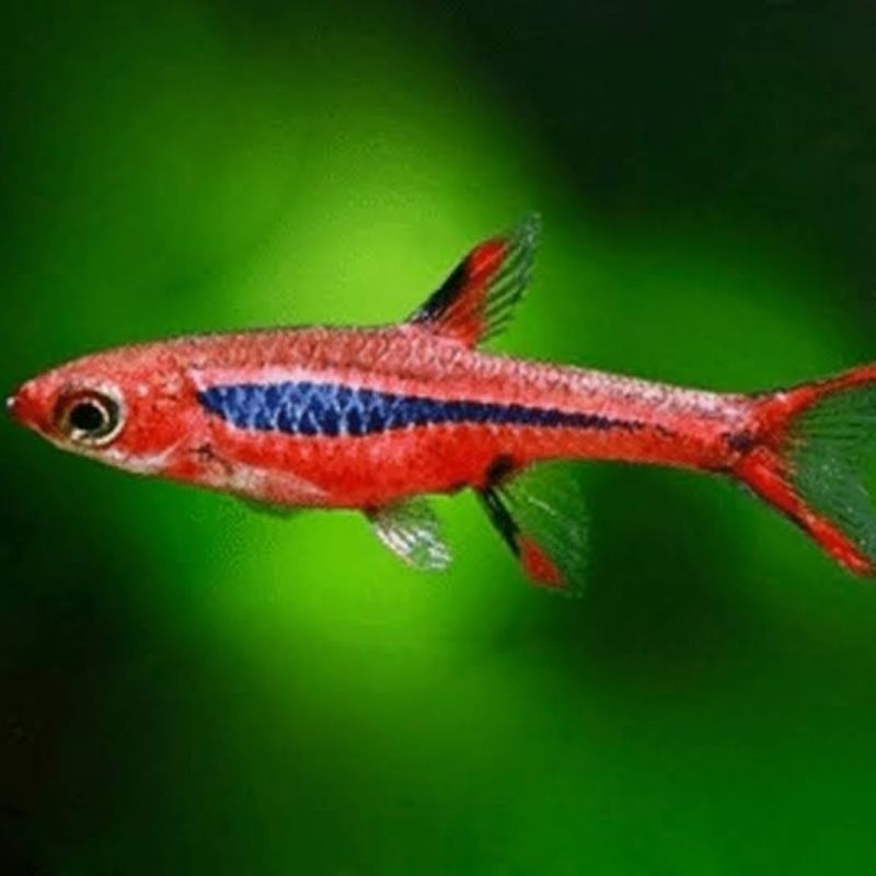 Rasbora brigittae