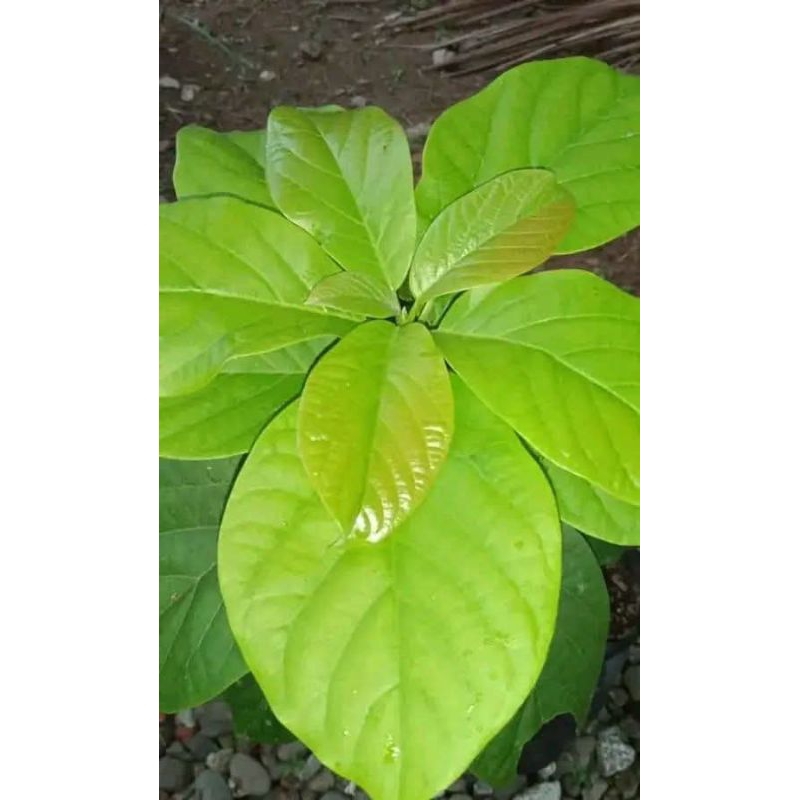 

daun alpukat segar di petik dadakan per 100 lembar