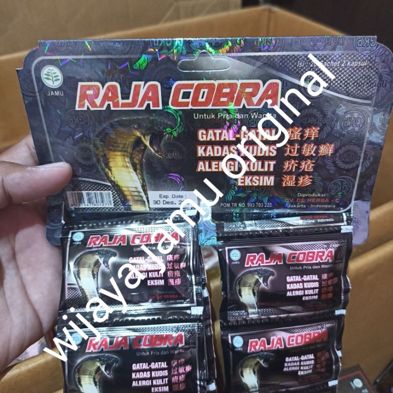 raja cobra gatal gatal exim