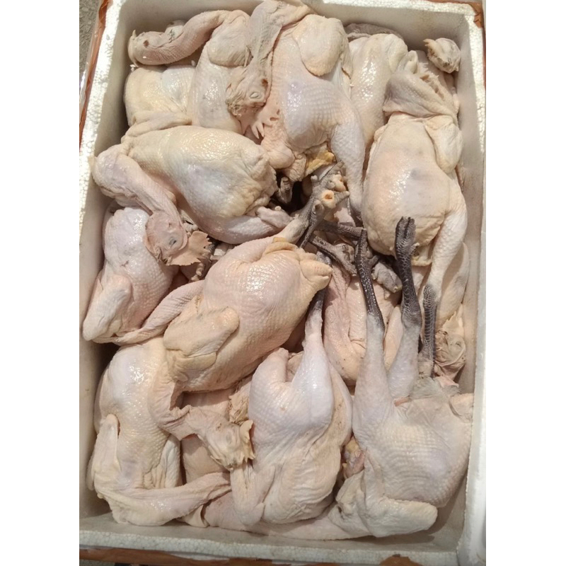 

Ayam kampung jumbo berat -/+ 1,5kg