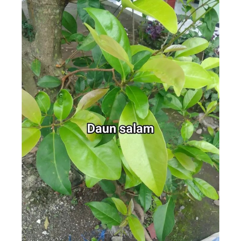 

Daun salam fresh Alami 100 gram