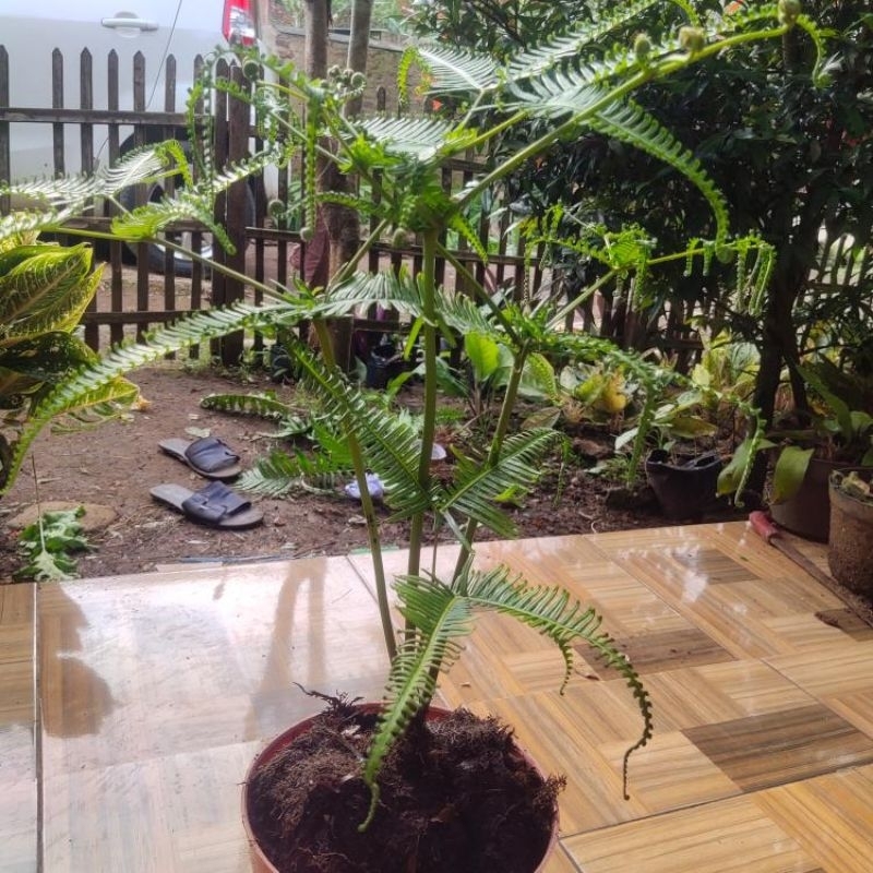 Pakis paku /Tanaman Hias pakis paku kera/Pakis andam