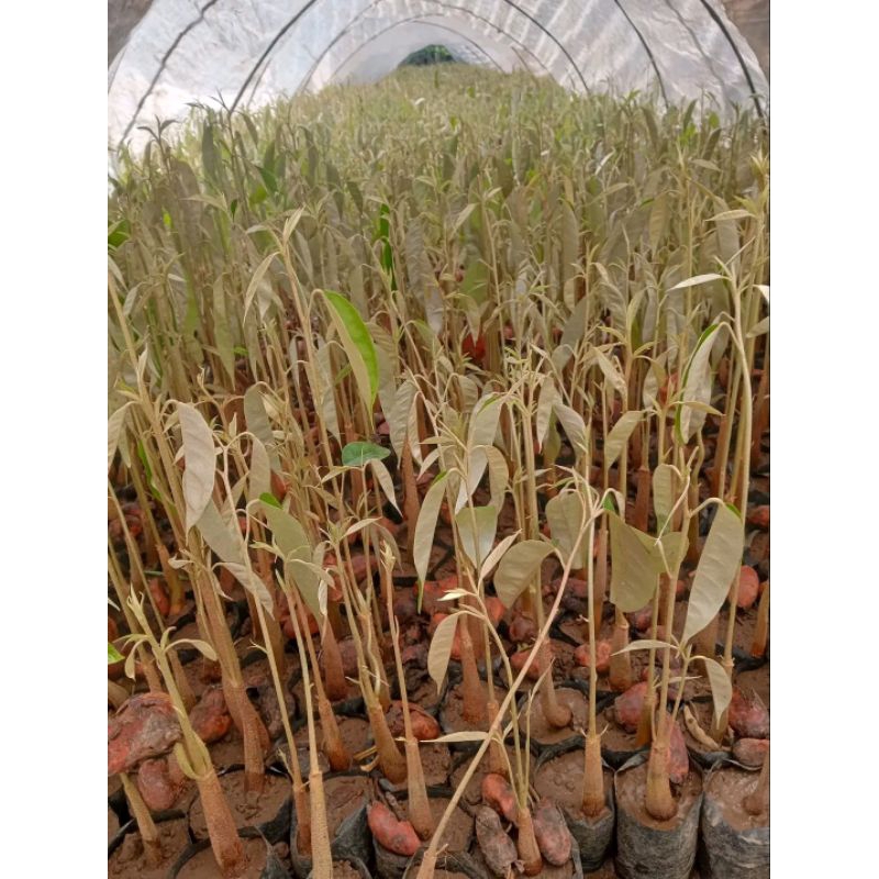 BIBIT DURIAN SELING DURIAN BENIH BIJI DURIAN