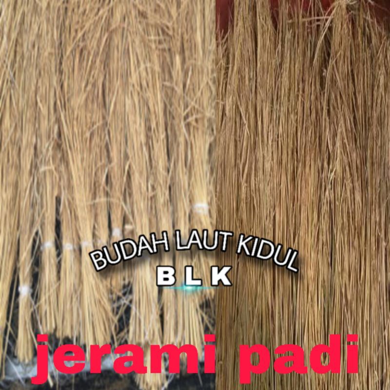 Jerami padi kering | jerami padi kering | 1pcs = 400 gram